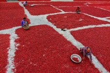 ‘色, 勞’…붉은 향연 펼쳐진 고추농장 SNS 화제