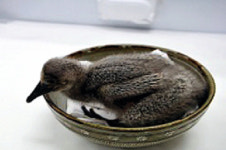 봄 맞아 2세 맞을 우포늪 따오기들