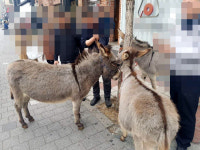 가로수길 횡단보도 누비는 당나귀 3마리…“흔한 점심시간 풍경”