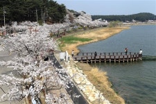 ‘3말4초’ 전국은 하얀 꽃대궐… “우리 벚꽃축제 보러 오세요”