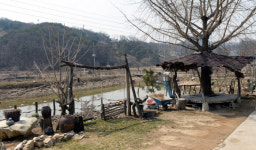 [新전원일기] 연잎과 메기의 콜라보…농업도 어업도 브라보