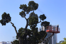 [서울포토] 봄맞이 목욕하는 ‘천년향’