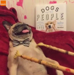 ‘개팔자가 상팔자’ 효자손 좋아하는 퍼그