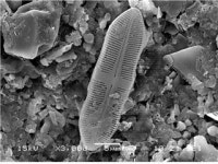 미기록 돌말 화석 1000년 만에 빛 보다