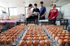 친환경 농가 60곳에서 ‘살충제 계란’ 추가 발견