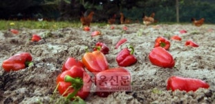 [포토 다큐] 항생제 없소… 뛰어 논 닭… 건강한 삶 돼지