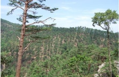 [산림청 명품 숲] 자연의 기운 가득한 대관령 명품 숲으로