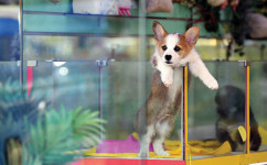 서울시, 한강공원 ‘반려견 목줄 단속 요원’ 증원…“최대 50명”