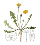 [이소영의 도시식물 탐색] 다 같은 민들레가 아니다