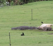 호주 가정집 앞마당서 암소 뜯고 있는 거대 악어