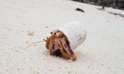 깨진 ‘병뚜껑’ 집으로 삼은 소라게…인류에 경고하다