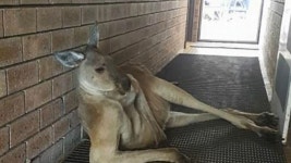 공중 화장실 입구, ‘섹시한 포즈’의 호주 캥거루