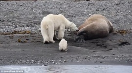 잠자는 바다코끼리 건드린 북극곰 모자의 ‘슬픈 영상’