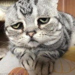 [애니멀 픽!] 세상에서 가장 슬픈 고양이? ‘루후’의 근황