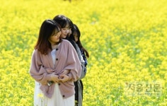 [서울포토] 유채꽃과 추억여행