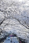 [포토 다큐&뷰] 새하얀 미소, 노오란 손짓, 분홍빛 떨림… 첫사랑 같은 봄날