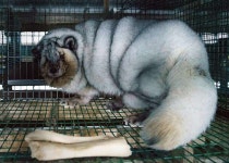 모피 탓에 학대받는 여우들…고도비만에 눈병까지