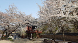 [윤기자의 콕 찍어주는 그곳] 그래도, 벚꽃은 피어야 되구요...영천 은해사(銀海寺)