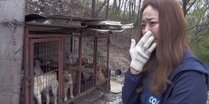 “죽을 날만 기다려요” 김효진이 본 개 농장의 진실