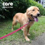 [애니멀구조대] 개농장, 그곳에는 아직도 수많은 ‘용순이’가 있다