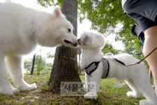 [포토인사이트] ‘심쿵’ 견공들의 건강검진 현장