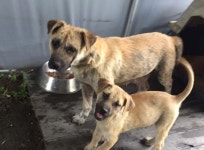 [애니멀구조대] ‘복날’가고 ‘봄날’ 오길…개농장 구조견 사연