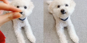 [개스타그램] 강아지에게 인내심 테스트를 해봤다