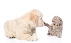 개와 고양이가 싸우는 이유는 ‘고양이’ 때문 (연구)
