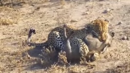 관광객 앞에서 멧돼지 사냥하는 표범