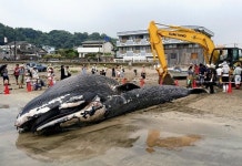 日 해변서 희귀 ‘대왕고래’ 죽은 채 발견…사인은?