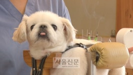 침놓고 뜸뜨고, 반려견을 위한 한방수의치료