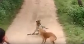 하룻강아지 범 무서운 줄 모른다? 표범에 맞서 싸운 개