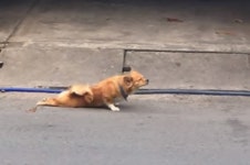 음식 구걸하려고 다리 다친 척 연기하는 개