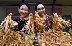 ‘가을 햇인삼’ 싸게 사세요