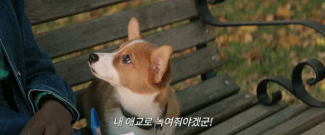 견생 4회차 인생선배의 라이프 어드벤처…‘베일리 어게인’ 예고편