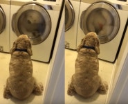 ‘친구야 괜찮니?’…세탁기 속 곰 인형 바라보는 강아지