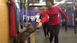 손 내밀면 하이파이브!…어느 체육관의 고양이 코치 (영상)