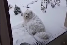 ‘함박눈 너무 좋아요’…펑펑 내리는 눈 맞으며 눈사람 된 사모예드