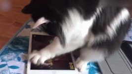 ‘냥냥펀치’로 집사보다 게임 점수 높은 ‘닌자캣’ (영상)