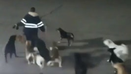 [여기는 남미] 출근길에 개떼 11마리 공격 받은 여성 사망