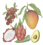 [이소영의 도시식물 탐색] 서울에서 만나는 열대과일