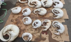 도굴 드라마 인기로 희귀종 천산갑 수난당해