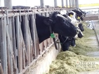 김포 최초로 체험·관광하는 낙농업 6차산업화로 행복한 목장 만드는 게 꿈”