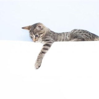 내친구고양이카페