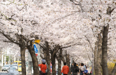 안양천변 1.5km 구간에서 충훈벚꽃축제’ 오는 5일 개막…SNS로 생방송