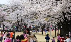 벚꽃터널로 유명한 ‘의왕시청 벚꽃축제’, 개화일에 맞춰 오는 13일 개막