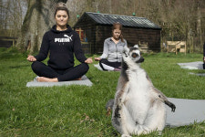 ‘동물계 명상 마스터’ 여우원숭이와 함께 요가…이색 호텔 등장