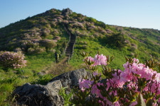 소백산 철쭉 복원…영주시 성과 낸다