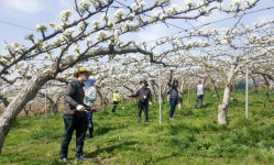 명품 배 생산 위해 팔 걷은 공무원들