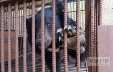 좁은 뜬장에 갇힌 사육곰, 정형행동의 늪에 빠지다